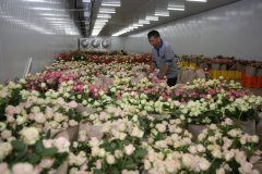 探索鮮花保鮮庫的奧秘：讓愛與美好持久綻放
